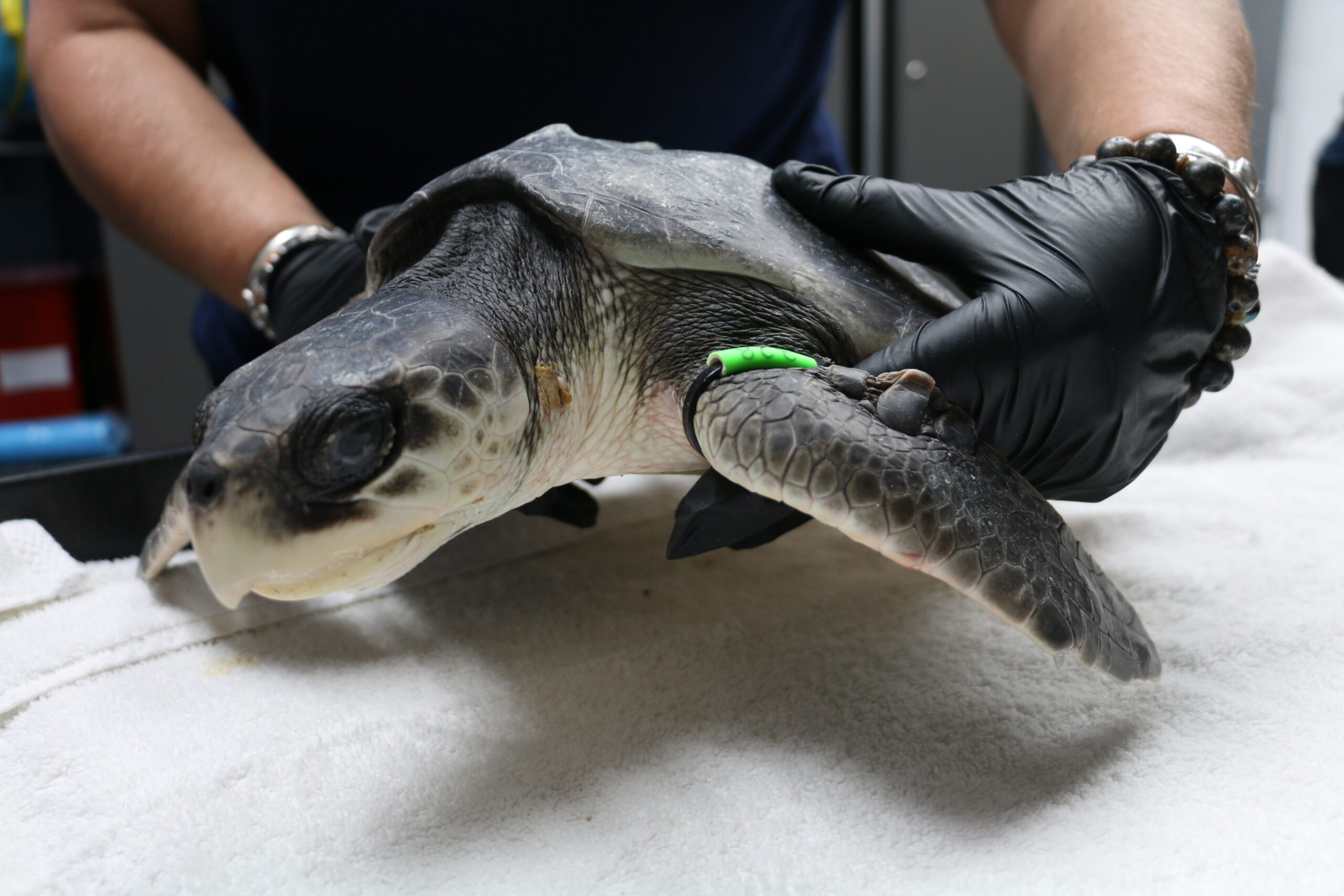 a cold stunned sea turtle being looked at by a veterinarian at the Golf World Marine Institute