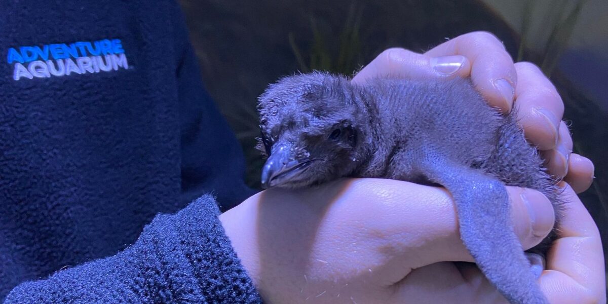 Little blue penguin chick