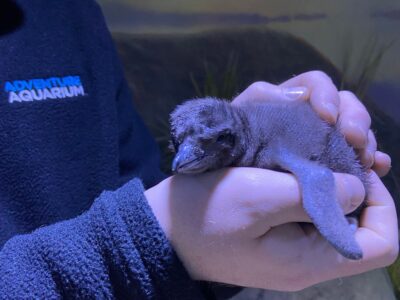 Little blue penguin chick