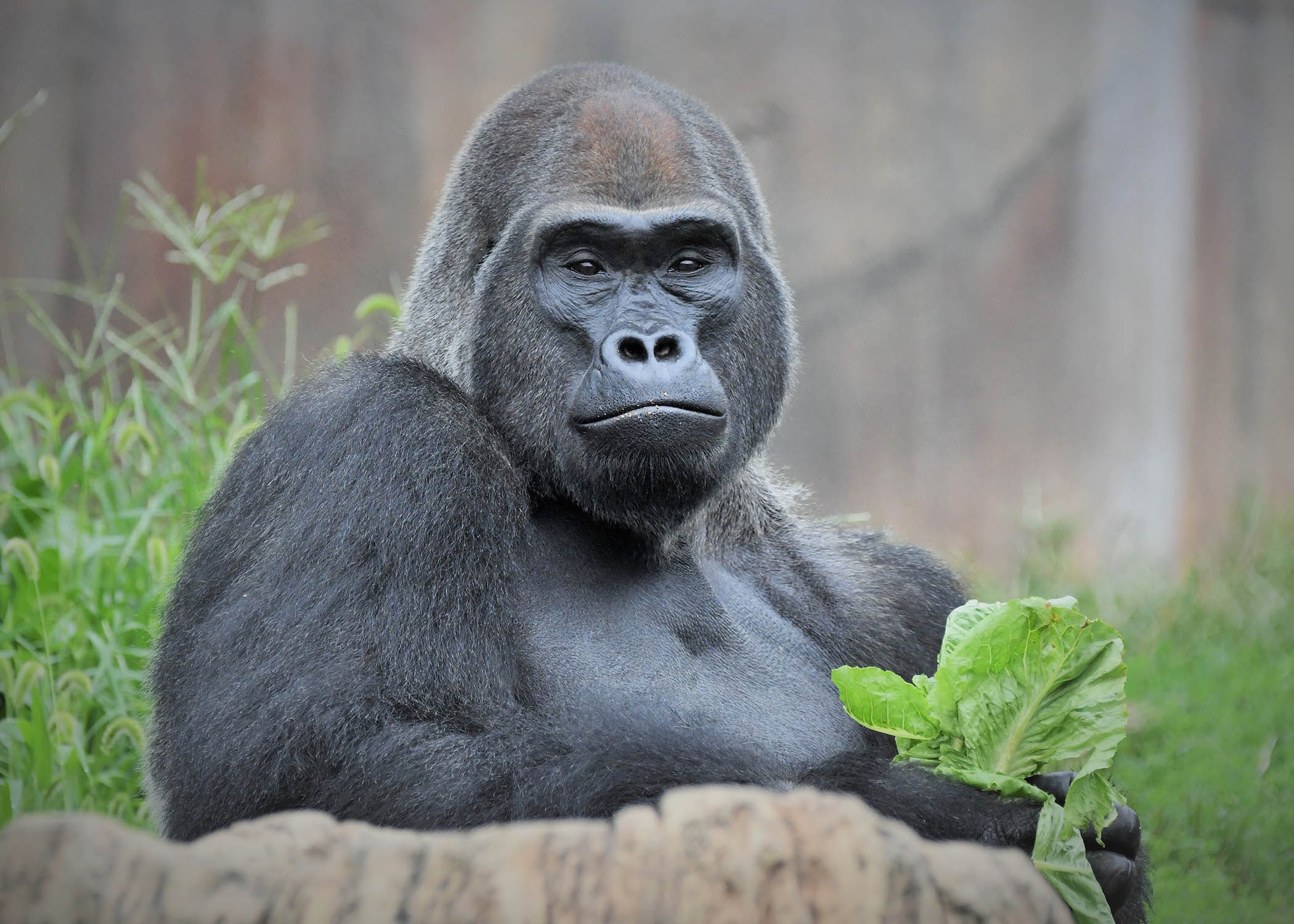 Silverback and Ape-pealing: Brookfield Zoo Adds Jontu to Its Gorilla ...