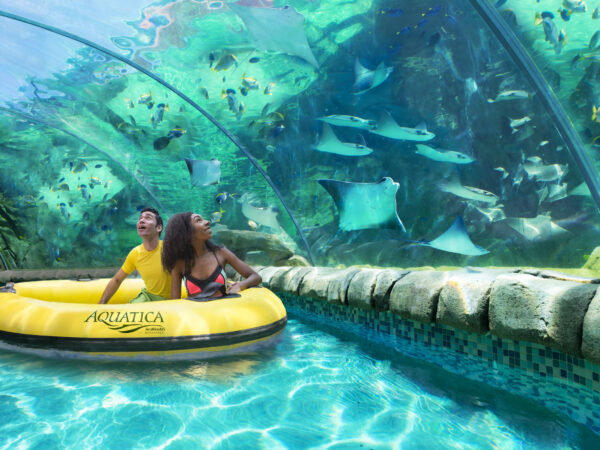 A collage of the top 10 animals at SeaWorld San Antonio, showcasing the beauty and diversity of marine life.