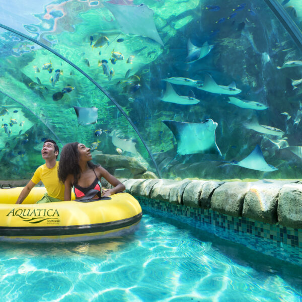 A collage of the top 10 animals at SeaWorld San Antonio, showcasing the beauty and diversity of marine life.