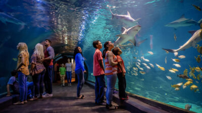 People walking through the tunnel of Adventure Aquarium surrounded by water and marine life