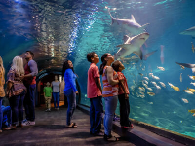 People walking through the tunnel of Adventure Aquarium surrounded by water and marine life
