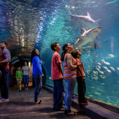 People walking through the tunnel of Adventure Aquarium surrounded by water and marine life