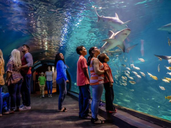 People walking through the tunnel of Adventure Aquarium surrounded by water and marine life
