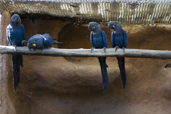 Four Lear's macaws perch along a wooden branch against a sandstone wall.