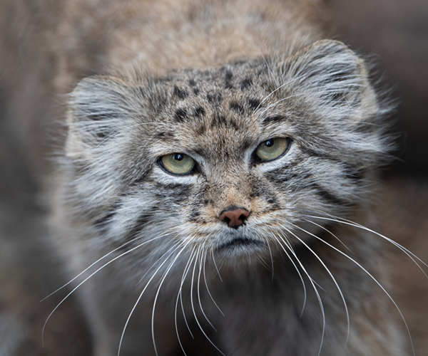 A Pallas's cat looks toward the camera, its wide flat face framed by long white whiskers and thick gray fur.