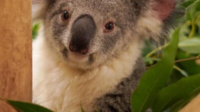 Photo of Queensland Koala Ellin at Palm Beach Zoo