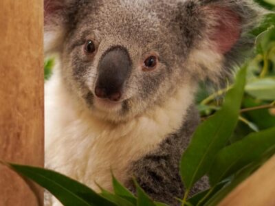 Photo of Queensland Koala Ellin at Palm Beach Zoo