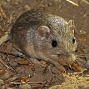 San Diego Zoo's Pacific Pocket Mouse Pat certified by GUINNESS WORLD RECORDSTM as the oldest living mouse in human care