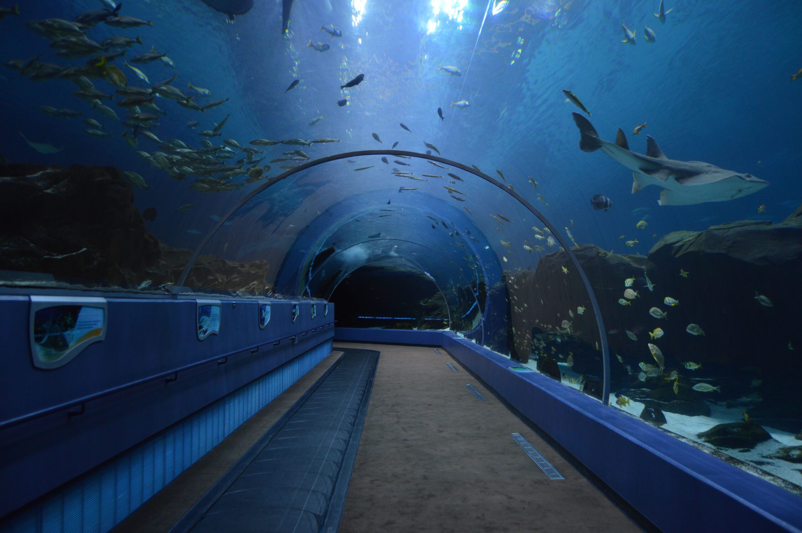 a view of the underwater tunnel at the Georgia aquarium with a large whale shark swimming overhead