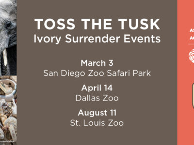 Toss the Tusk, ivory surrender events, elephant poaching, illegal trade, Association of Zoos & Aquariums, AZA’s Wildlife Trafficking Alliance, U.S. Fish & Wildlife Service, San Diego Zoo, Dallas Zoo, St. Louis Zoo, elephant conservation, ivory trade