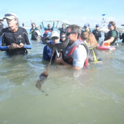 Dolphin calf rescued from entangled fishing gear in Sarasota Bay, Florida