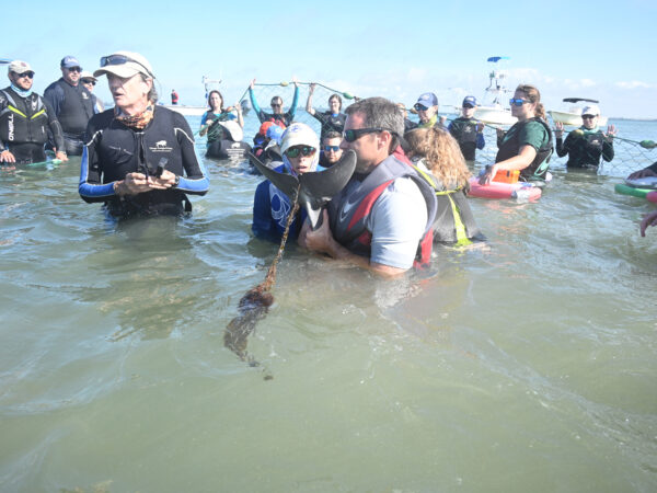 Dolphin calf rescued from entangled fishing gear in Sarasota Bay, Florida