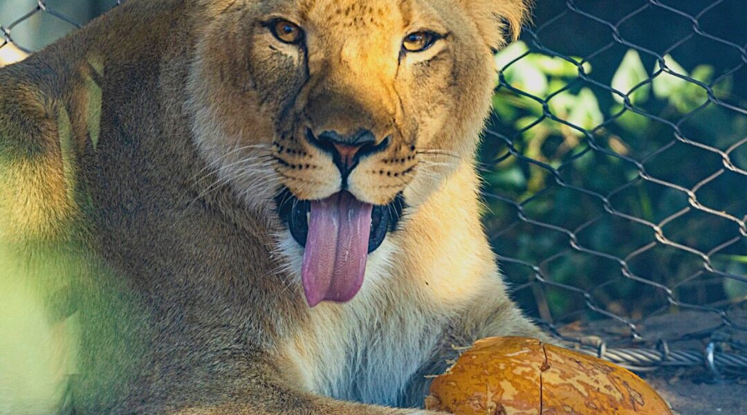 African lioness at Zoo Boise, new lioness arrival at Zoo Boise