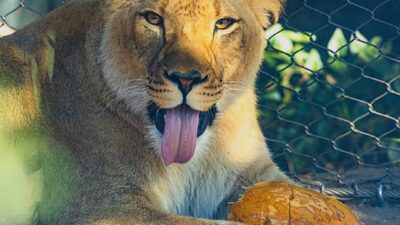 African lioness at Zoo Boise, new lioness arrival at Zoo Boise