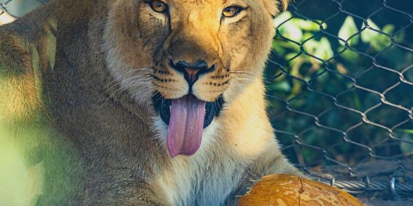 African lioness at Zoo Boise, new lioness arrival at Zoo Boise