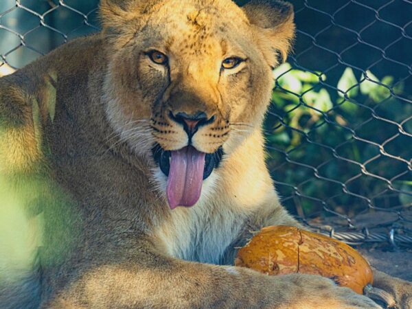 African lioness at Zoo Boise, new lioness arrival at Zoo Boise