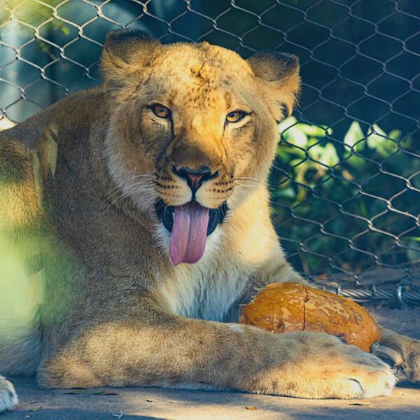 African lioness at Zoo Boise, new lioness arrival at Zoo Boise