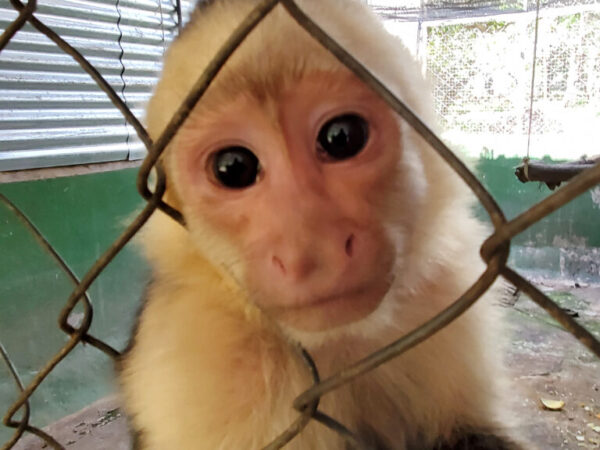 Three Zoo Boise staff members with spider monkey in El Salvador