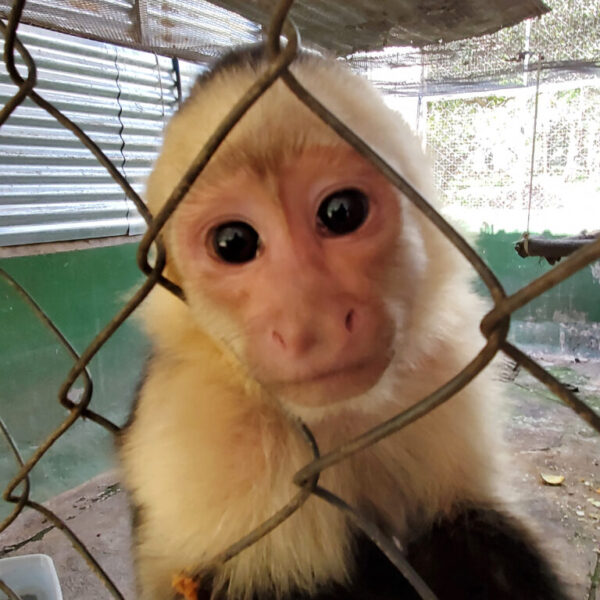 Three Zoo Boise staff members with spider monkey in El Salvador