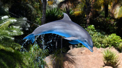 Dolphin jumping in the air