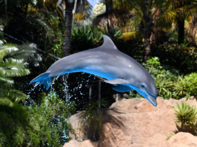 Dolphin jumping in the air