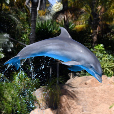 Dolphin jumping in the air