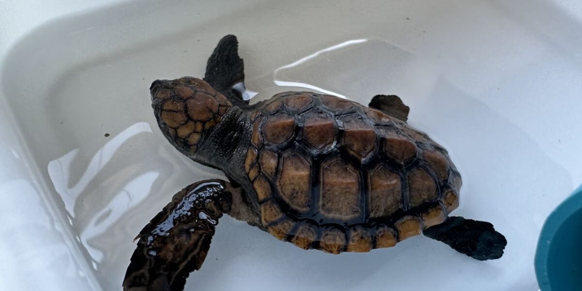 A cute and small turtle hatchling