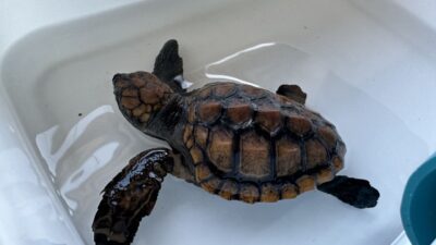 A cute and small turtle hatchling