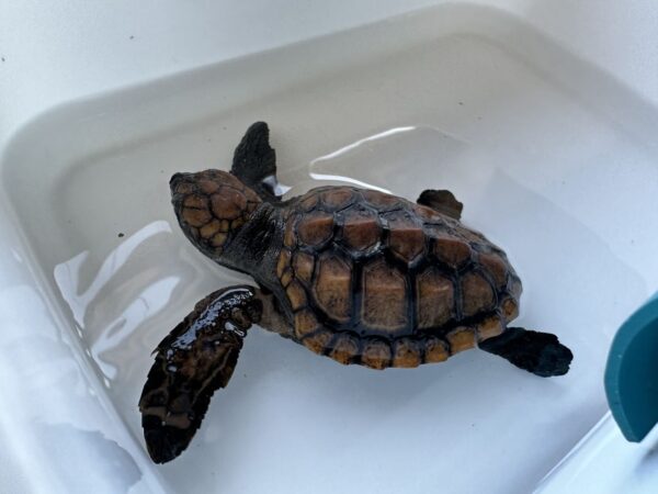 A cute and small turtle hatchling