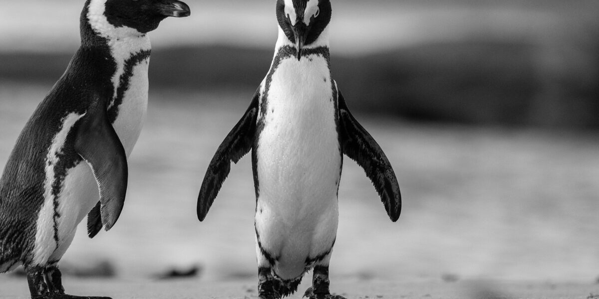 Two African Penguins standing together on a sandy beach.