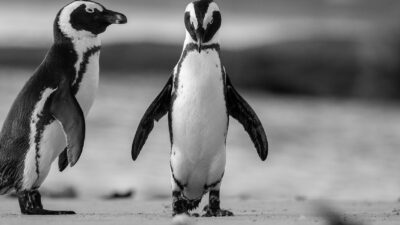 Two African Penguins standing together on a sandy beach.