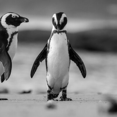 Two African Penguins standing together on a sandy beach.