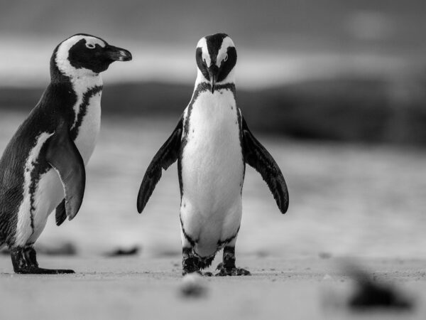 Two African Penguins standing together on a sandy beach.