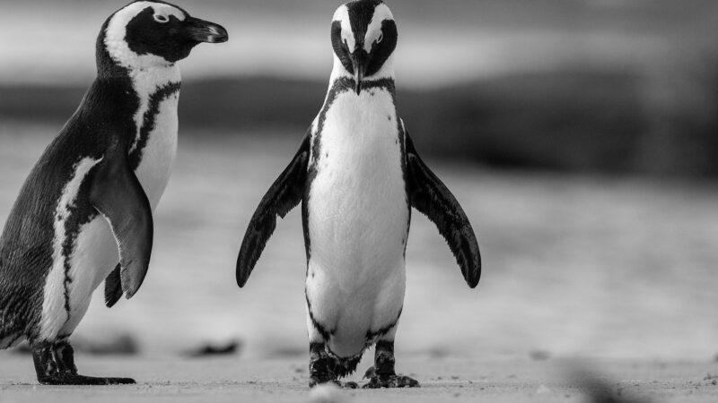 Two African Penguins standing together on a sandy beach.