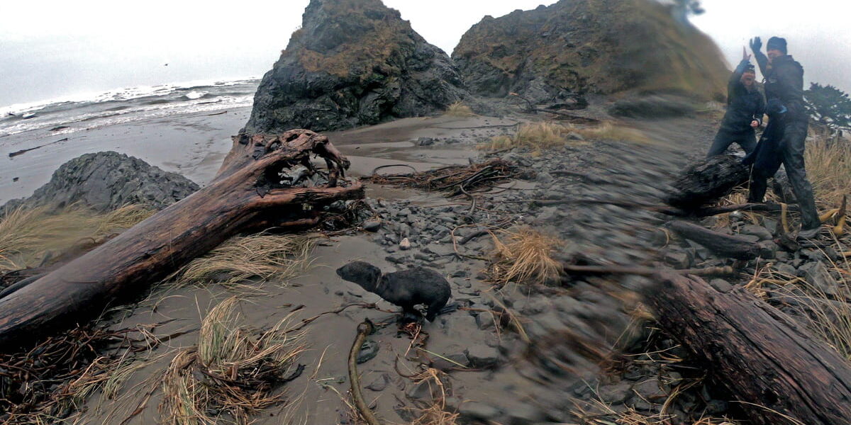 Rescue of a young fur seal pup entangled in elastic material