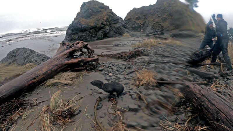Rescue of a young fur seal pup entangled in elastic material