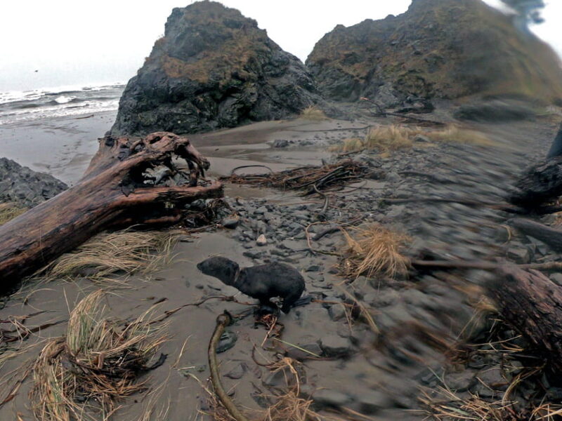 Rescue of a young fur seal pup entangled in elastic material