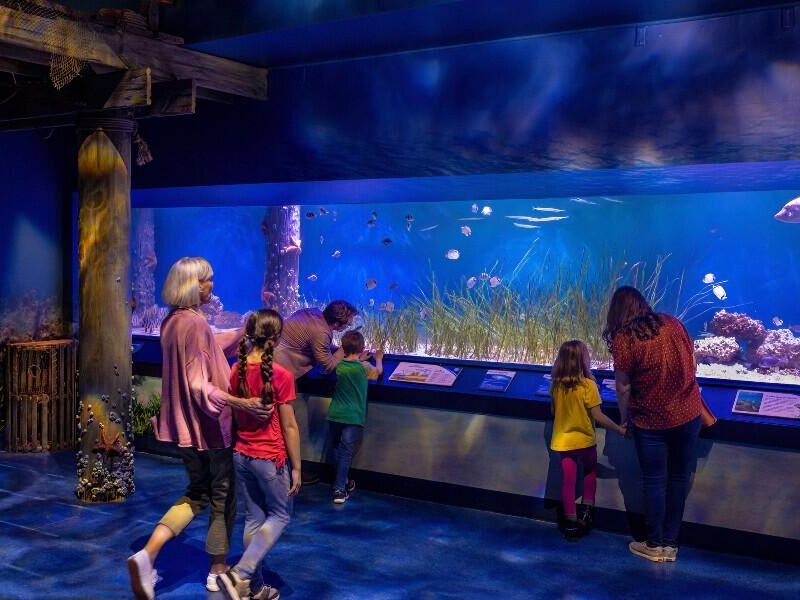 Families enjoying the new Hatchling Harbor exhibit at Newport Aquarium