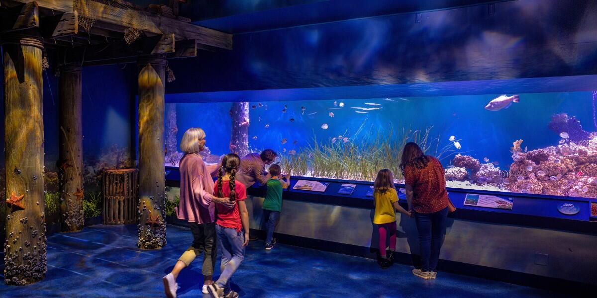 Families enjoying the new Hatchling Harbor exhibit at Newport Aquarium