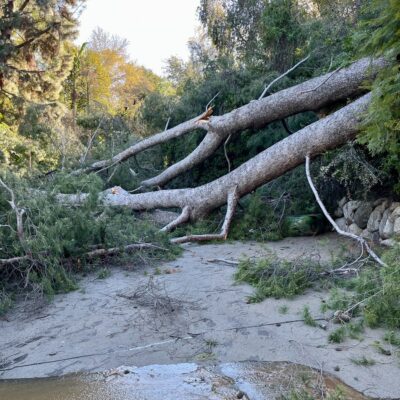 Downed Tree at the LA Zoo