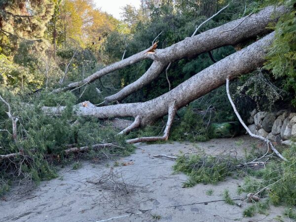 Downed Tree at the LA Zoo