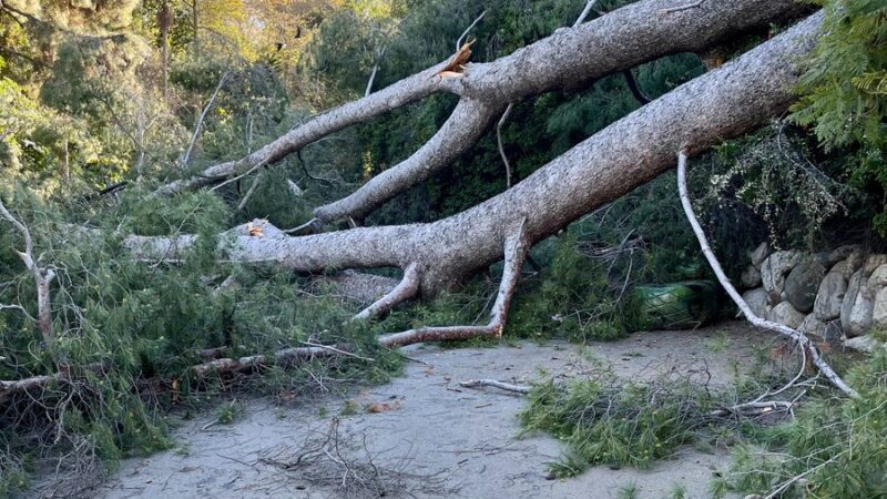 Downed Tree at the LA Zoo