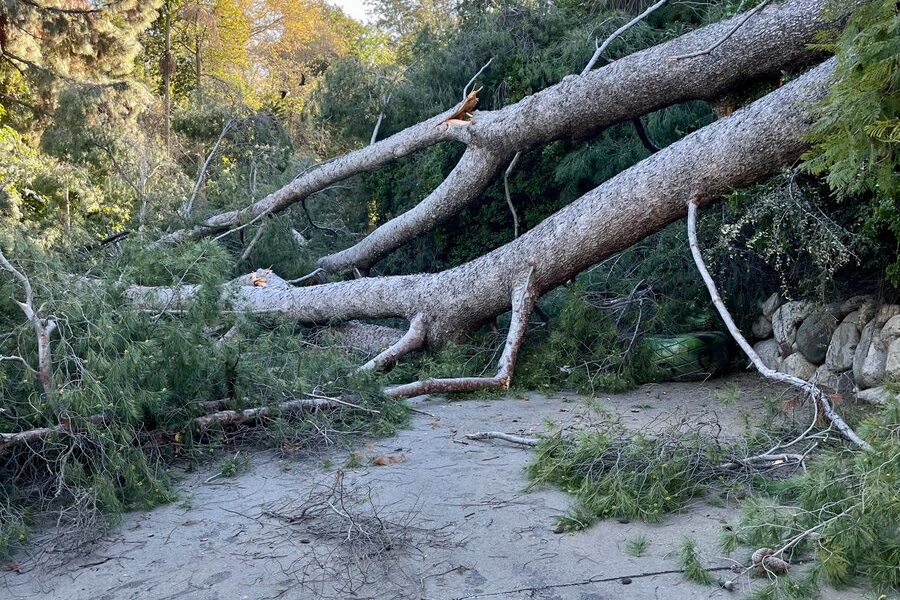 Downed Tree at the LA Zoo