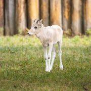 A pale cream addax calf with small straight horns stands on grass in front of a log fence.