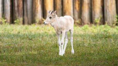 A pale cream addax calf with small straight horns stands on grass in front of a log fence.
