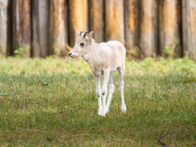 A pale cream addax calf with small straight horns stands on grass in front of a log fence.
