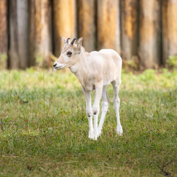 A pale cream addax calf with small straight horns stands on grass in front of a log fence.